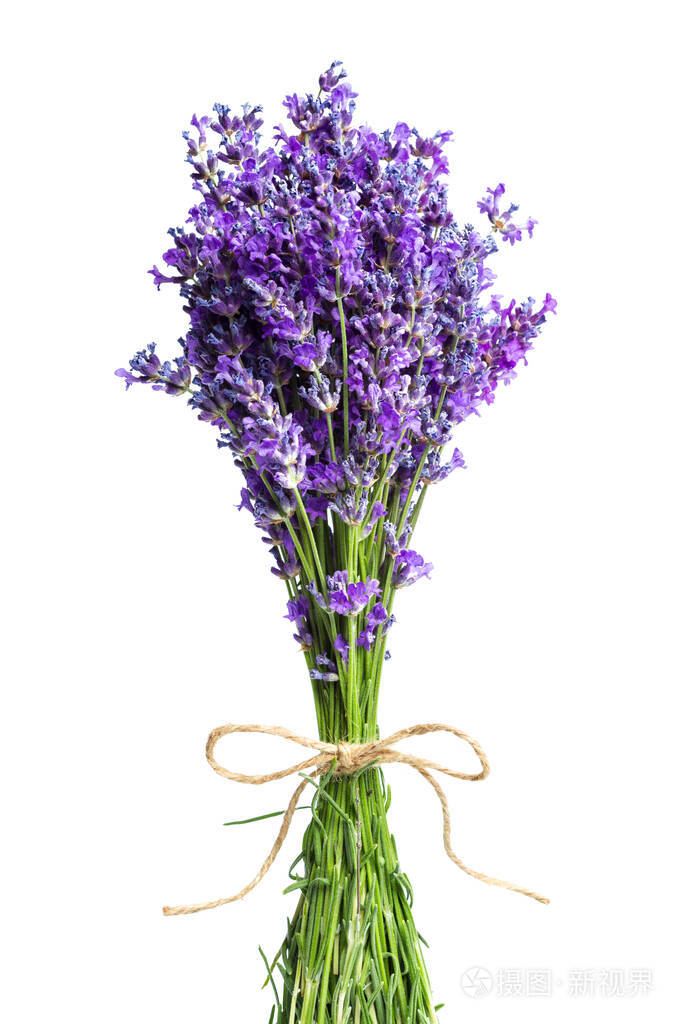 白底薰衣草花闭合