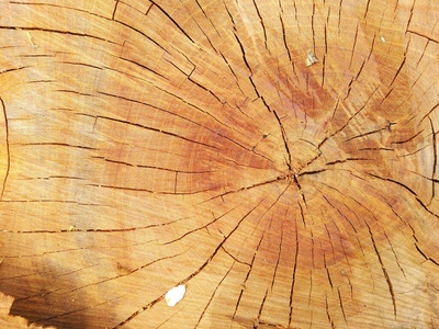 自然 森林 棕树 木材 日志 树桩