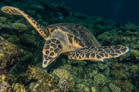 暗礁 环境 美女 达哈布 假期 乌龟 颜色 海洋 海的 旅行