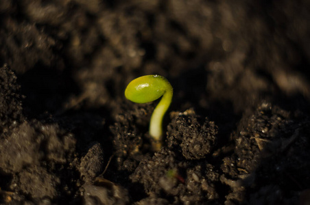 发芽 地面 新的 生活 污垢 植物 自然 栽培 生态学 地球