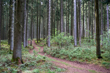 木材 森林 植物 夏天 天空 旅行 德国 流浪者 风景 环境