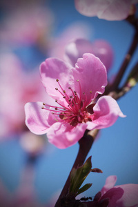 开花 美女 粉红色 植物 春天 美丽的 自然 花园 花瓣