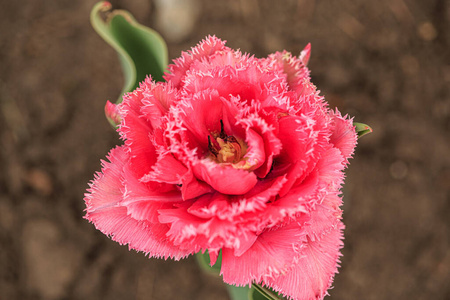 开花 春天 康乃馨 植物 夏天 庆祝 颜色 情人 浪漫 花的