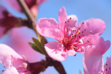 开花 粉红色 植物区系 美丽的 花的 花瓣 花园 自然 春天