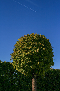 环境 森林 季节 天空 植物 公园 国家 草地 地平线 乡村