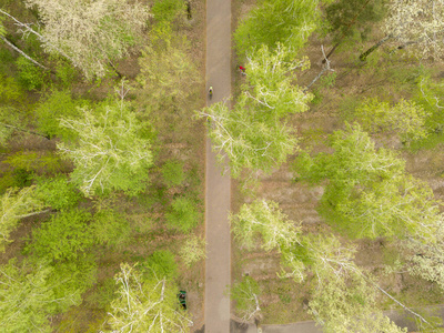 欧洲 植物 人行道 公园 夏天 天线 春天 步行 娱乐 树叶