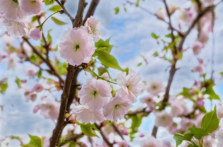 特写镜头 自然 园艺 花园 美丽的 花瓣 樱花 植物学 花的