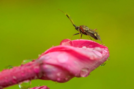 粉红色 花的 生物学 动物群 喇叭 美丽的 昆虫学 花园