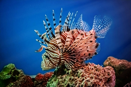 动物 鲉科 危险 特写镜头 水族馆 狮子 美丽的 大洋洲