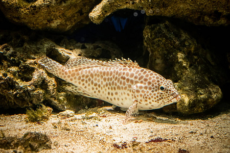 海的 太平洋 黑豹 假期 生活 杂烩 水族馆 游泳 自然