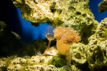 野生动物 岩石 自然 风景 潜水 海洋 海绵 暗礁 息肉