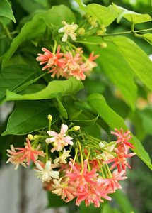 开花 自然 花园 夏天 植物区系 特写镜头 植物学 植物