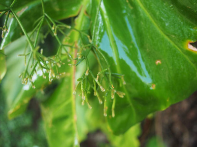 植物区系 特写镜头 夏天 自然 树叶 生活 植物 露水 早晨