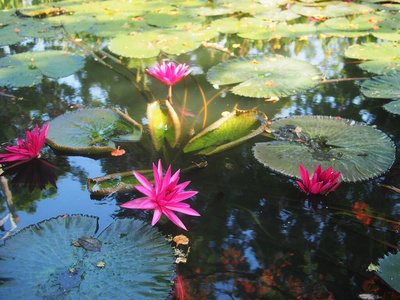 百合花 优雅 美女 粉红色 植物学 盛开 紫色 莲花 花园