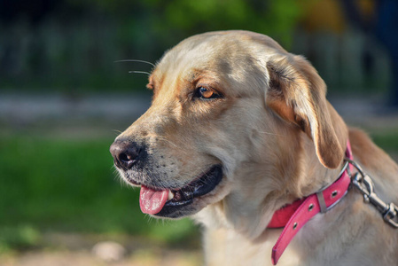 粉红色 牙齿 美女 夏天 犬科动物 繁殖 可爱的 眼睛 美丽的