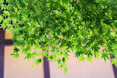 生态学 环境 生活 枫树 墙纸 植物 分支 特写镜头 春天