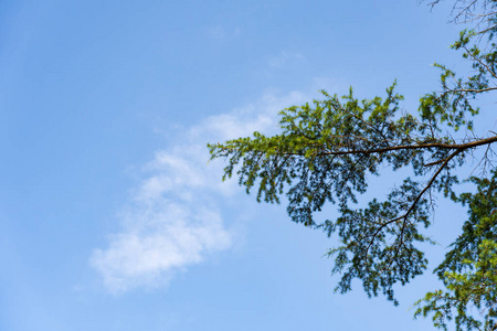 环境 树干 秋天 草地 松木 风景 天空 美女 生长 季节