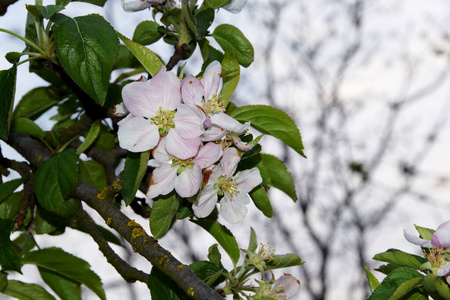 盛开 阳光 春天 自然 芬芳 纯洁 花园 生长 温柔 生态学