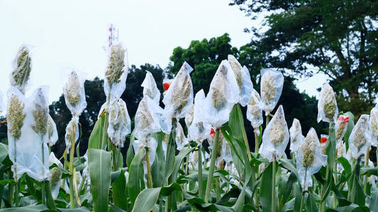 春天 自然 甜的 夏天 环境 粮食 特写镜头 植物 高粱