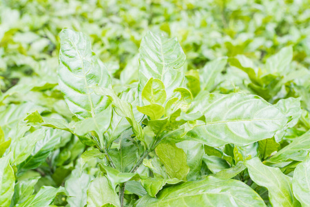 特写镜头 阳光 植物学 美丽的 公园 季节 颜色 春天 花园