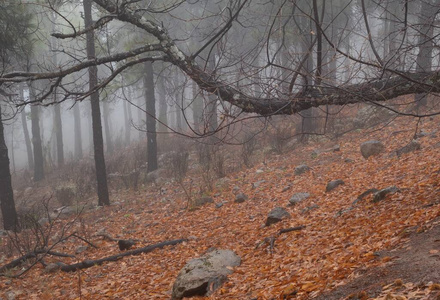 美丽的 分支 早晨 木材 神秘的 冬天 风景 林地 季节