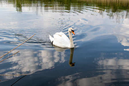 可爱的 美女 早晨 翅膀 日出 优雅 精彩的 浪漫的 池塘
