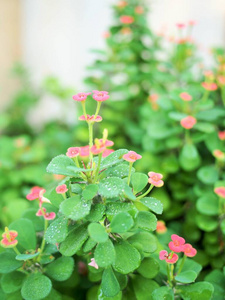 特写镜头 树叶 颜色 花园 植物学 花儿 盛开 春天 开花