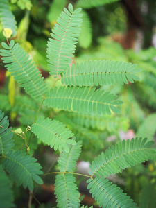 生活 春天 植物学 植物区系 自然 夏天 水果 美女 森林