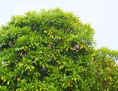 树叶 食物 特写镜头 温室 石灰 植物学 破裂 柠檬 甜的