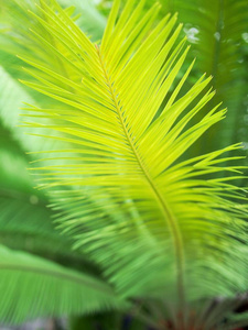 环境 颜色 丛林 苏铁 生长 椰子 植物 森林 特写镜头