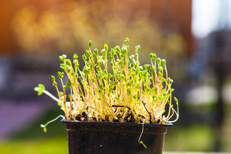 幼苗 番茄 成长 园艺 植物学 花园 自然 新的 阳光 黄瓜