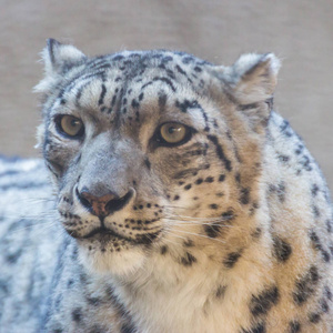 捕食者 野生动物 哺乳动物 自然 黑豹 动物园 肖像 豹子