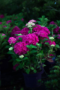 花园 阳光 特写镜头 生长 植物 花束 颜色 夏天 开花