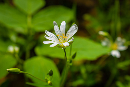 美女 花瓣 植物区系 花的 夏天 特写镜头 森林 植物 黛西