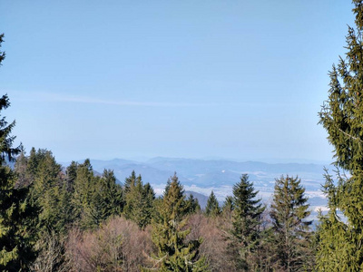 蓝天 木材 森林 旅行 夏天 风景 下降 环境 小山 公园