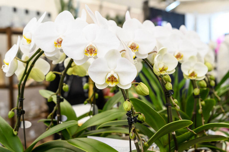 兰花 植物区系 粉红色 开花 水仙 温室 植物 春天 颜色