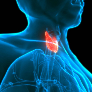 科学 图表 脖子 三维 内分泌 系统 甲状腺 炎症 发炎
