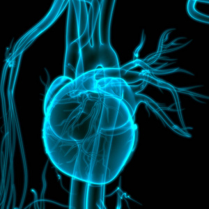 主动脉 科学 健康 插图 骨架 轮廓 成人 疼痛 解剖 生物学