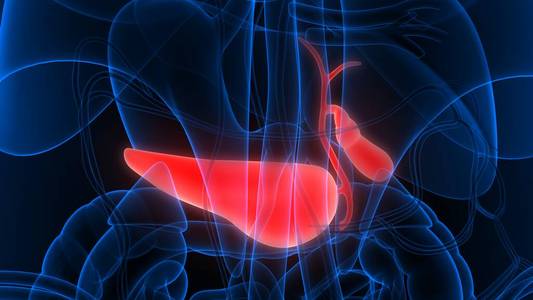 器官 消化 糖尿病 肝脏 三维 胆囊 插图 腹部 科学 男人