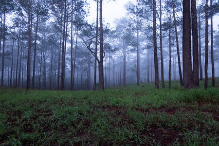 松木 林地 秋天 早晨 薄雾 公园 落下 阳光 木材 营地
