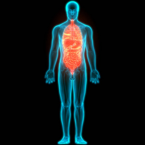 解剖学 生物学 肝脏 科学 肠子 食物 器官 照顾 信息图表