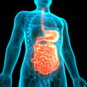 消化 食管 射线 附录 肠子 男人 胆囊 胃肠病学 生物学
