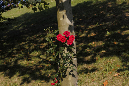 特写镜头 美女 颜色 玫瑰 花束 植物区系 浪漫 浪漫的