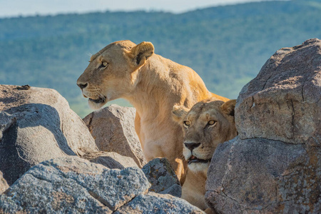 草地 捕食者 猫科动物 哺乳动物 稀树草原 狮子 母狮 非洲