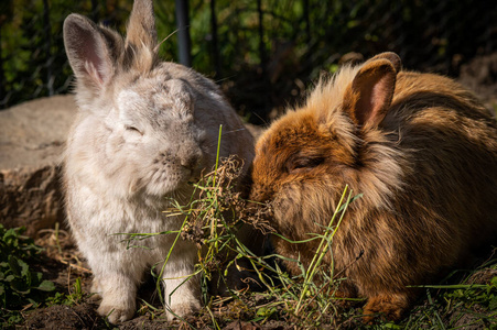 动物群 草地 软的 毛皮 可爱极了 啮齿动物 兔子 毛茸茸的