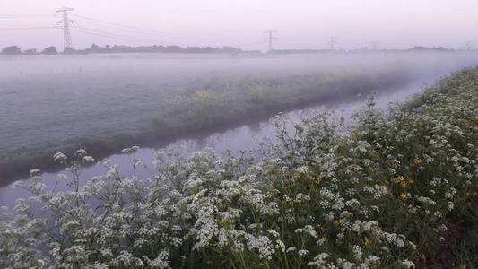 薄雾 早晨 日出 牲畜 太阳 草地 沟渠
