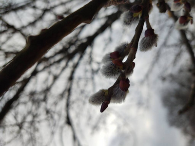 细枝 冬天 天空 花园 季节 植物 春天 寒冷的 特写镜头
