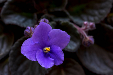 季节 美女 特写镜头 植物区系 盛开 紫色 漂亮的 开花