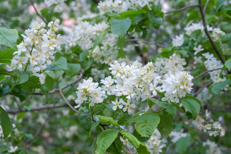 美丽的 水果 自然 盛开 开花 花瓣 公园 植物学 季节