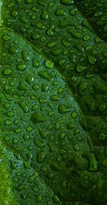 植物 雨滴 春天 生态背景 森林 植物学 鳄梨 生长 纹理